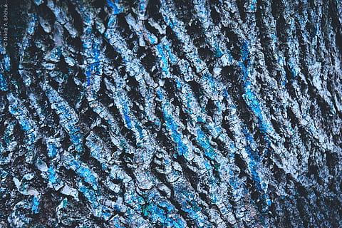 Closeup shot of tree bark details, textures, abstract, wood, backgrounds HD wallpaper