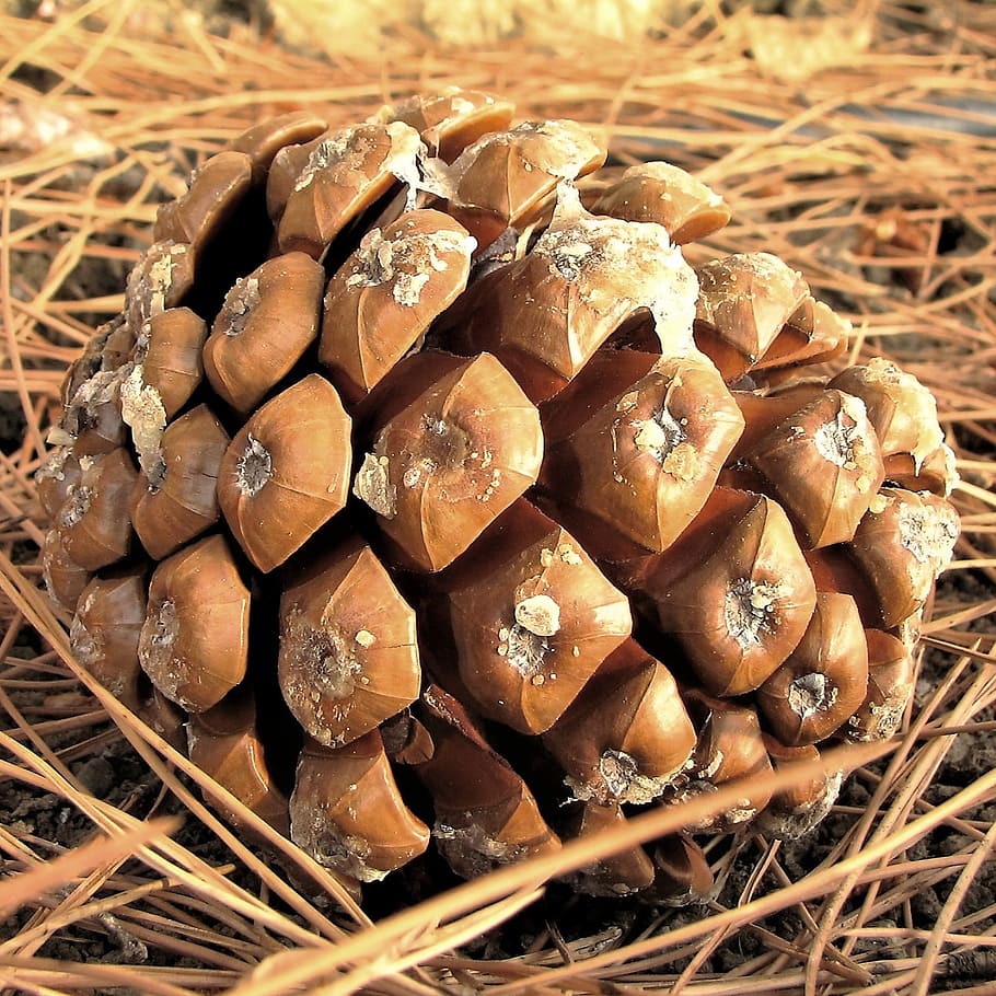cone, pine, brown, pine cone, spain, close-up, food and drink HD wallpaper
