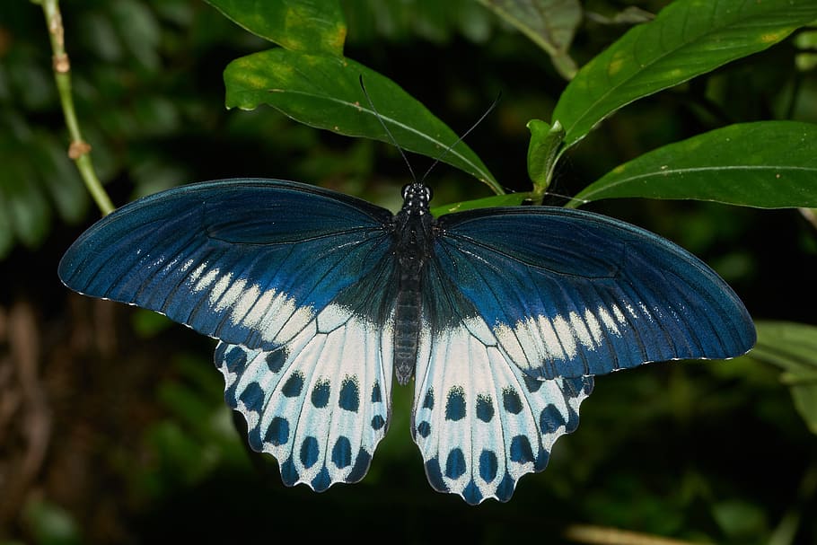 blue and white butterfly on green leaf plant, nature, wing HD wallpaper