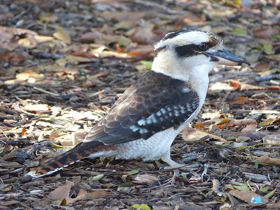 Kookaburra, Australian, Native, Bird, Bird, australian native bird HD wallpaper