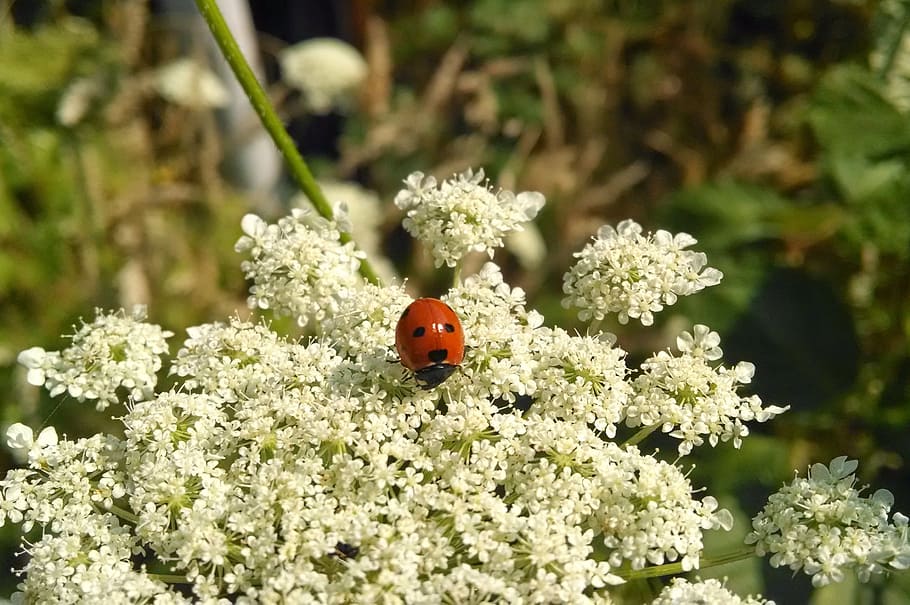 ladybug, flower, insect, outdoor, red, white, nature, green HD wallpaper
