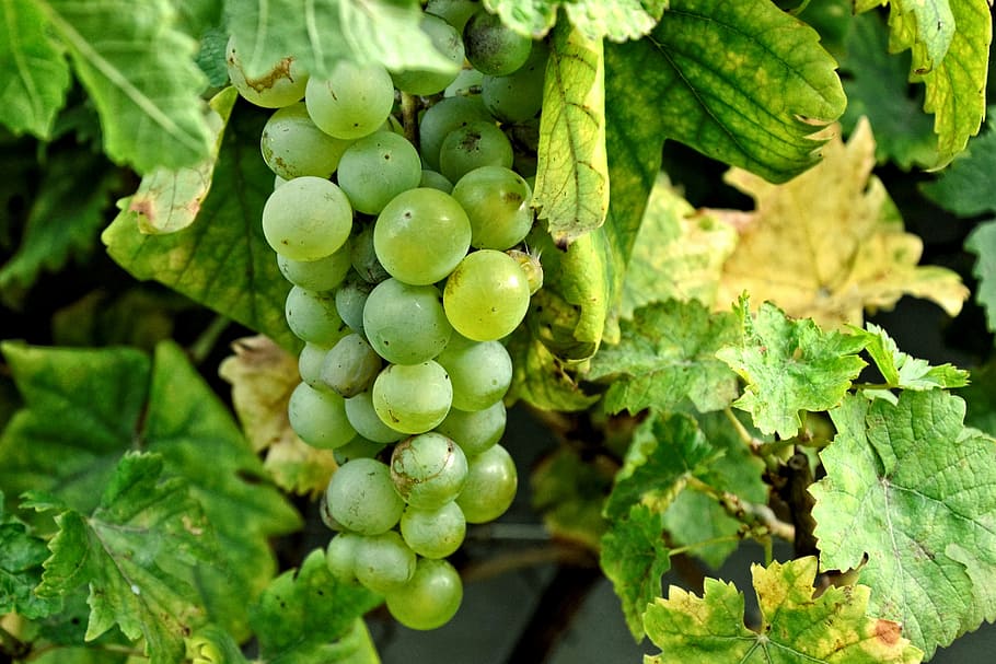 grapes, grapevine, vines, winegrowing, rebstock, green, immature HD wallpaper
