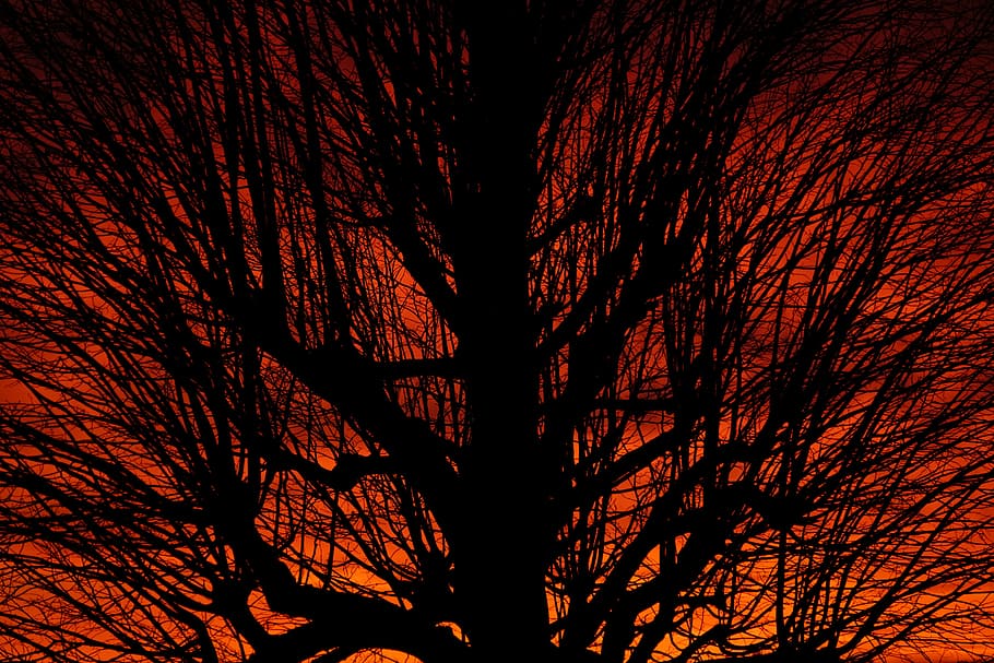 silhouette of tree, crown, aesthetic, sunset, branches, tribe