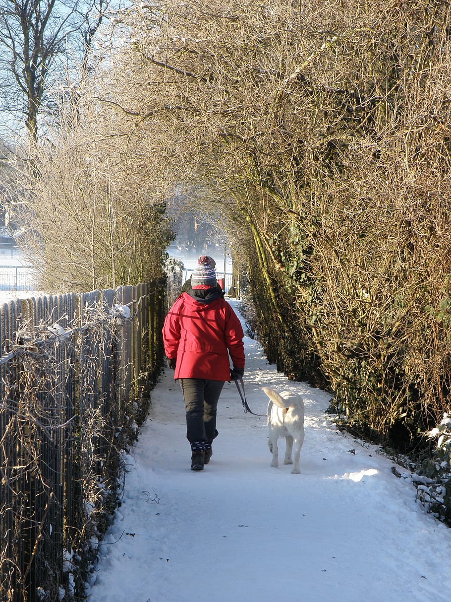winter, snow, path, dog walk, animal themes, cold temperature HD wallpaper