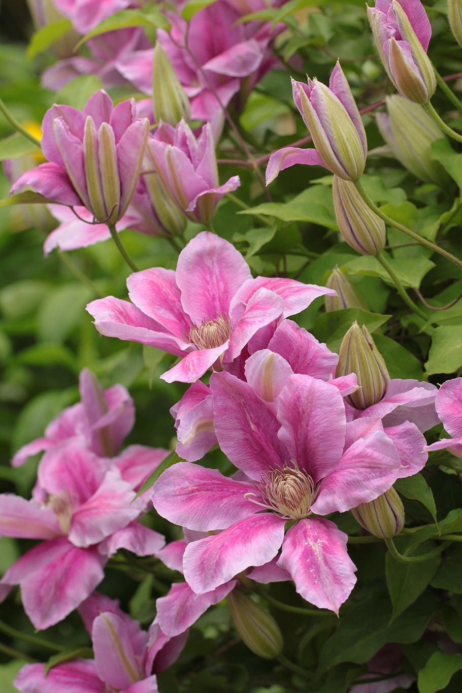 pink flowering plant, clematis, climber, blossom, bloom, flowers HD wallpaper