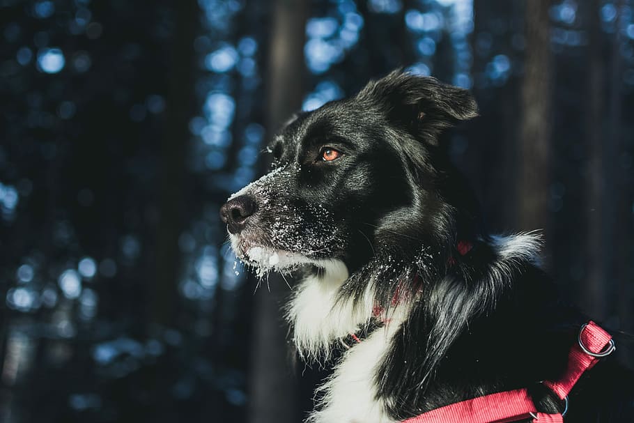 closeup photography of dog, selective focus photography of black and white border collie with red harness close-up photo HD wallpaper