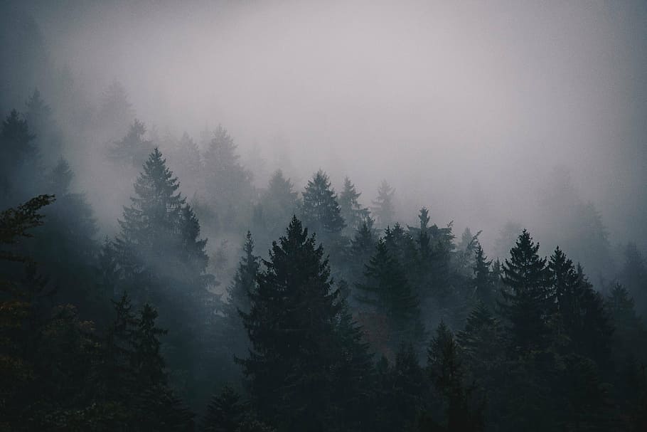 aerial photo of trees covered with fog, cold, pines, mountain HD wallpaper