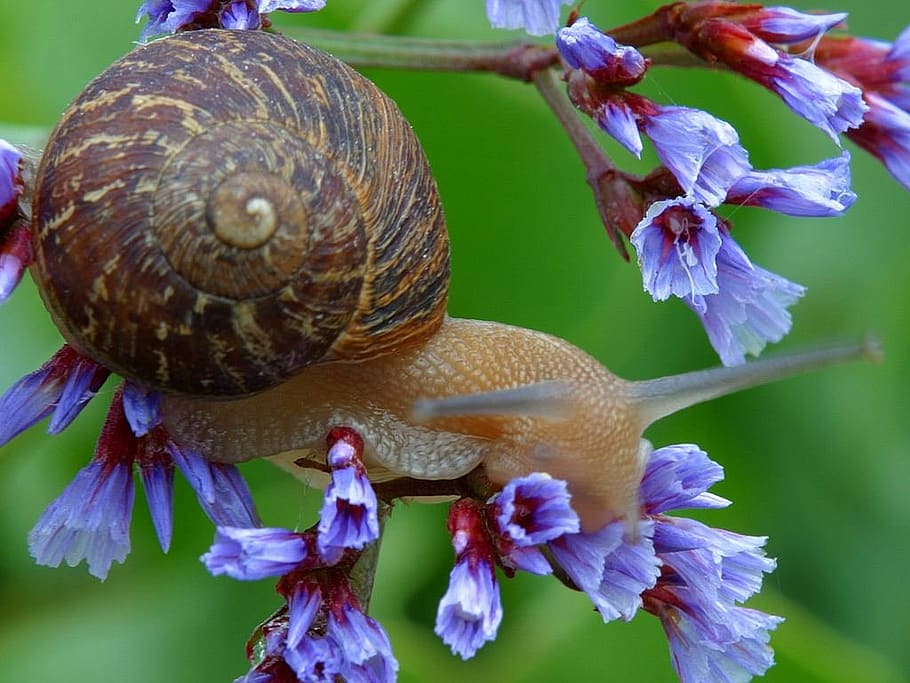 snail, shell, flower, leaf, slowly, creature, animal, nature HD wallpaper
