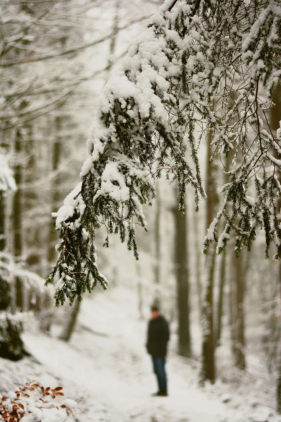 person standing between green trees, winter, snow, snowy, forest path HD wallpaper