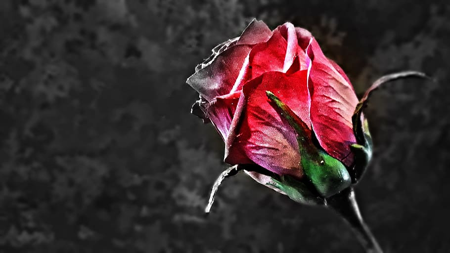 rose, flower, rose flower, red rose, rosebud, fragility, petal, HD wallpaper