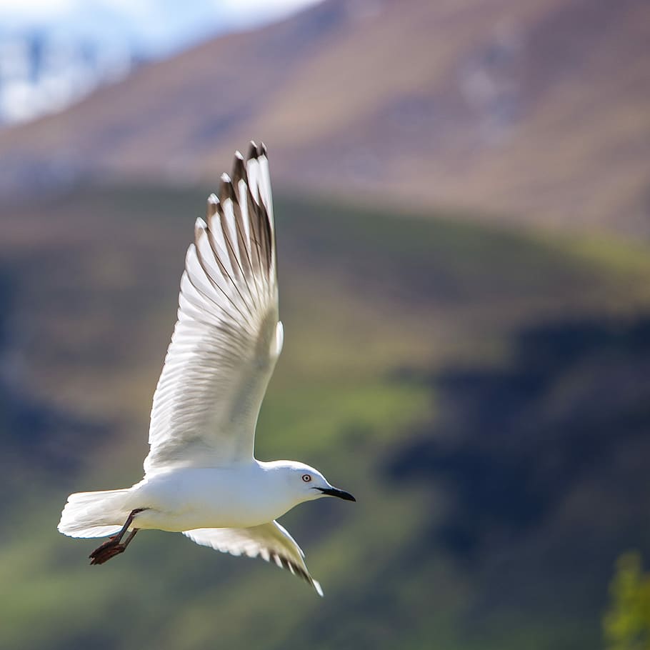 shallow focus photography of white bird flying in the sky, shallow focus photography of white bird flying on mid air HD wallpaper