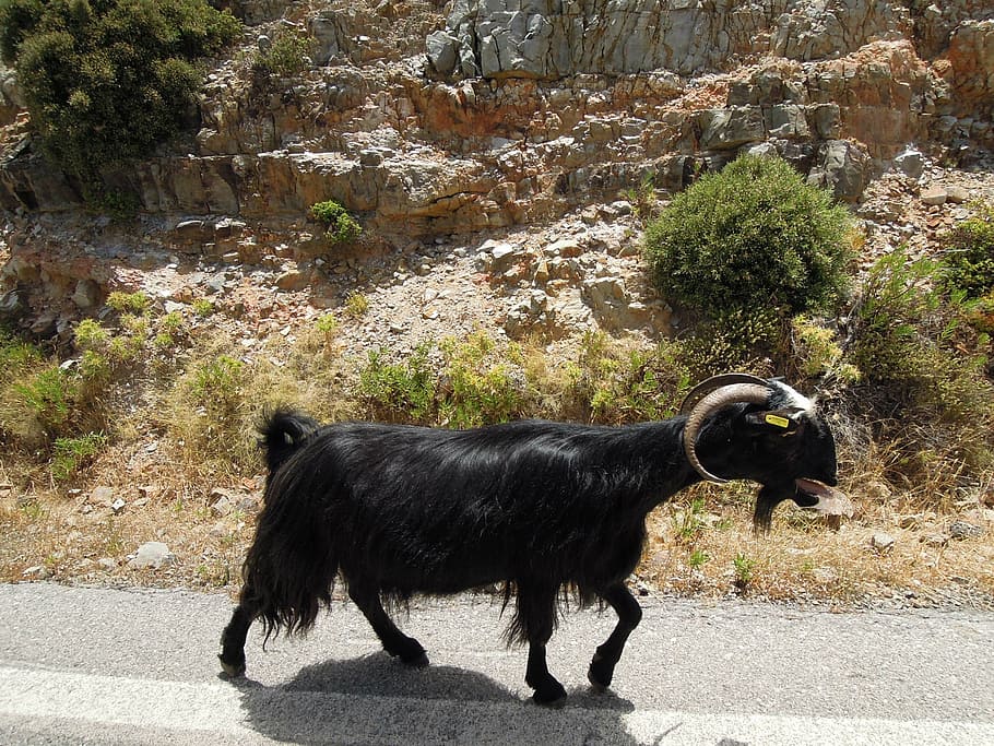 claus, ram, black, nature, the horns, pet, cute, animals, barn HD wallpaper