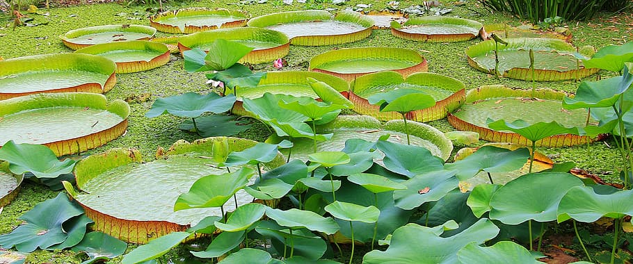 green lili plant on body of water, lily pad, seerosen plate, victoria