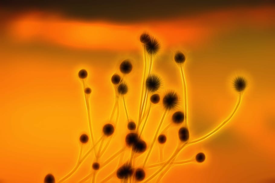 brown plants under orange clouds, structure, light, mysticism HD wallpaper