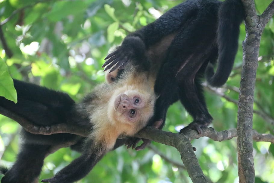 monkey, nature, wild, wildlife, mammal, travel, tropical, tree HD wallpaper