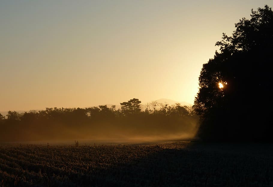 morning, sun, cold, light, corn, sky, landscape, sunrise, nature HD wallpaper