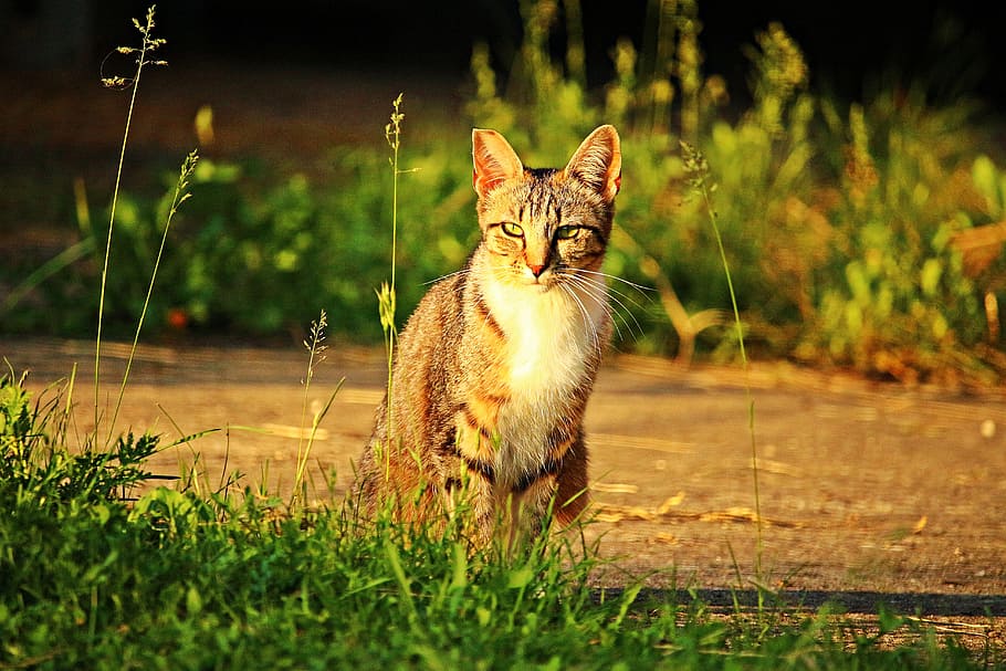 Kitten, Mackerel, Tiger Cat, mieze, sun, one animal, domestic cat HD wallpaper