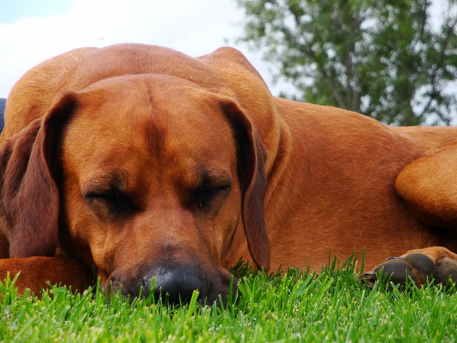 dog, sleeping, pet, breed, pets, domestic animals, grass, one animal HD wallpaper
