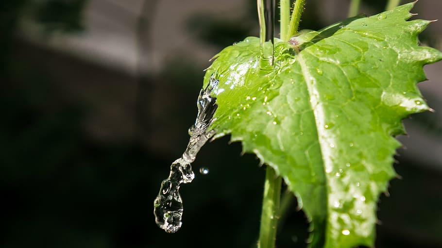 leaf, water, nature, green, crystalline, natural, irrigation HD wallpaper