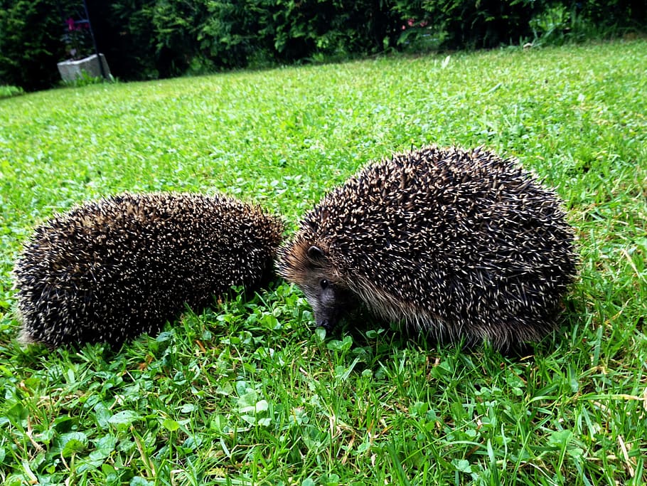 two black porcupines on green grass, hedgehogs, animals, outside HD wallpaper