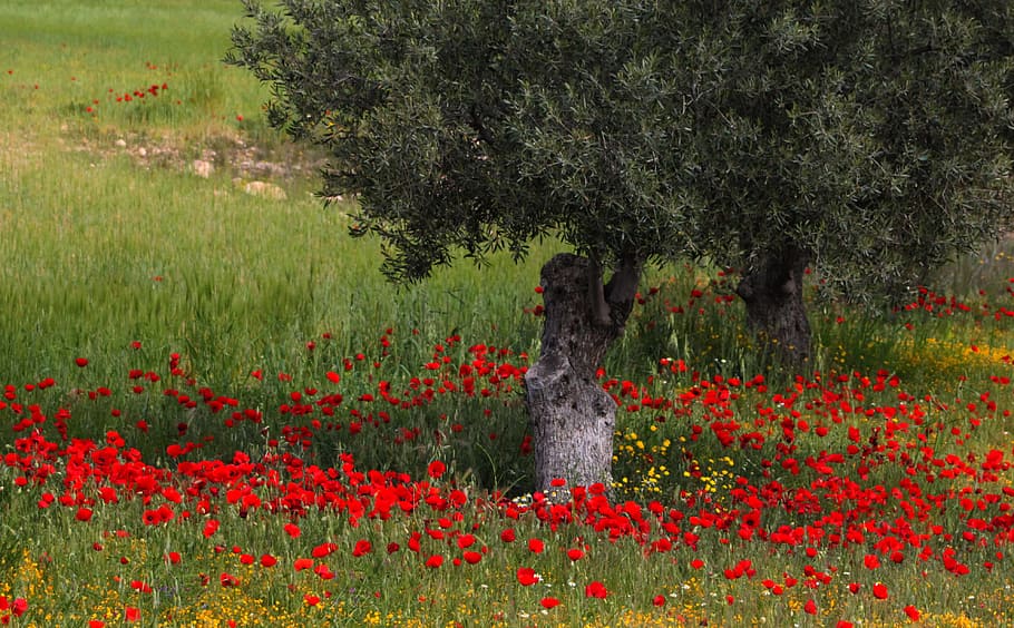 field of common poppy flowers, Tree, Poppies, Nature, red, spring HD wallpaper