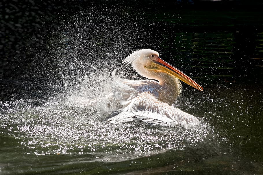 White pelican on body of water, pelikan, wilhelma, water bird, HD wallpaper