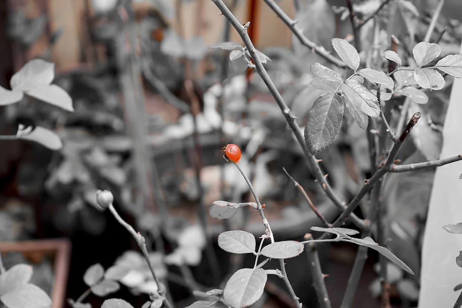black, white, red, ruins, scully, old, flower, branch, leaves HD wallpaper