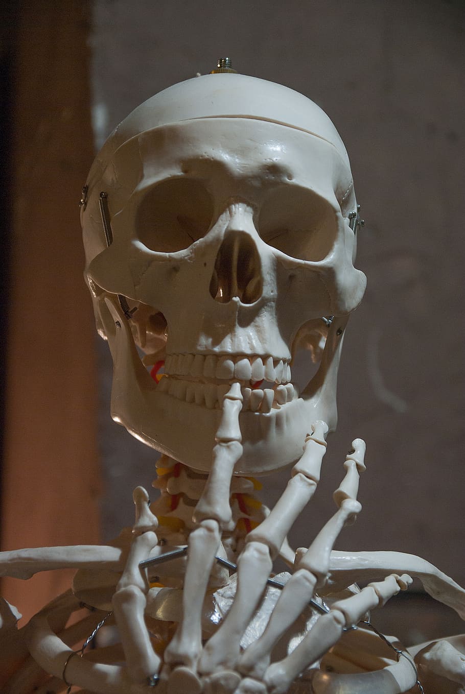 skeleton, bone, human body, skull, bones, human skeleton, human skull HD wallpaper