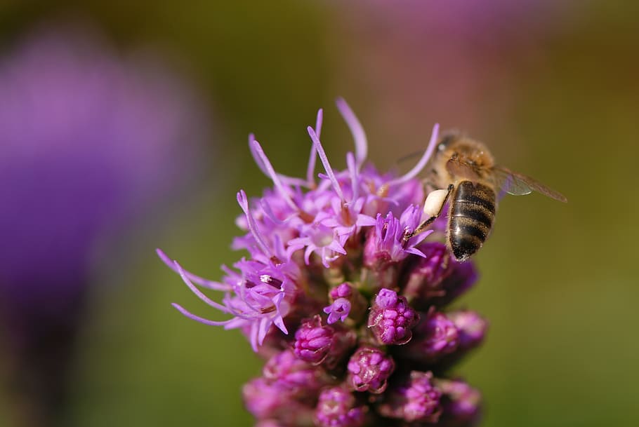 flower violet, bee, close, flowering plant, fragility, vulnerability HD wallpaper