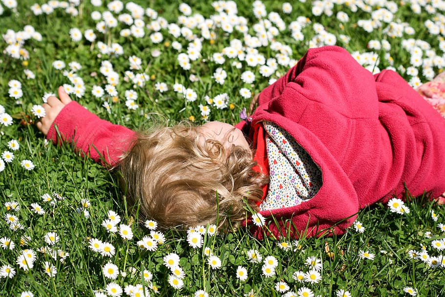 daisies, meadow, blütenmeer, spring, sleep, concerns, relax HD wallpaper