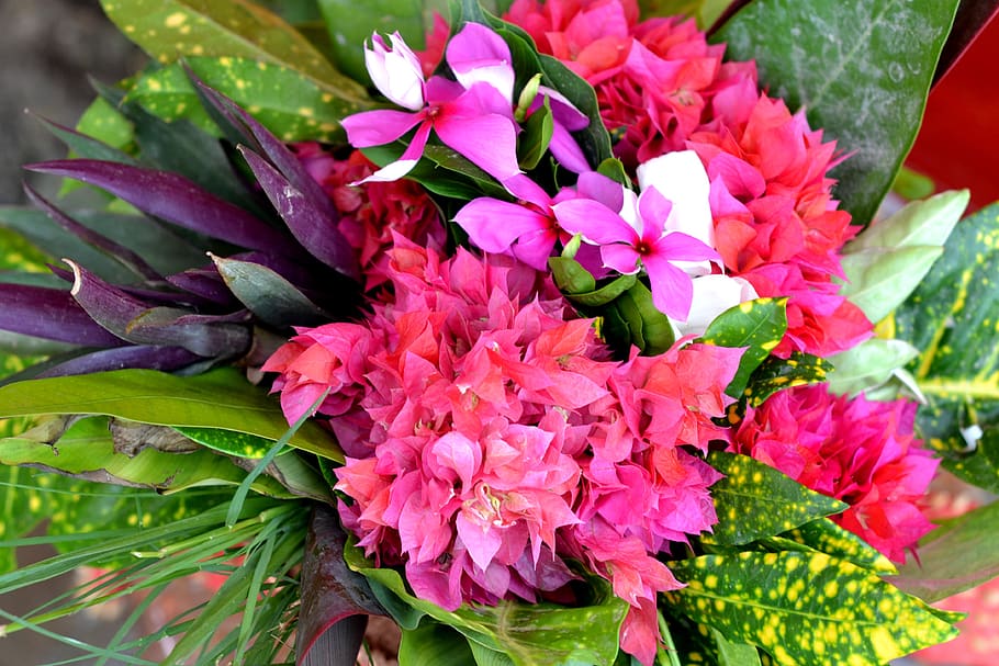 flower, pot bouquet, nature, flowering plant, beauty in nature HD wallpaper