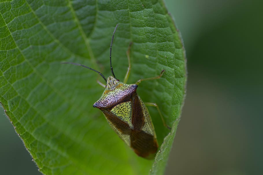 heteroptera bug, insect, green, leaf, nature, animal themes HD wallpaper