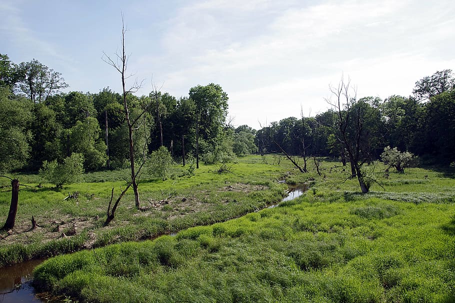 strorage, torrent, river, marsh, sentimental, green, dead, tree HD wallpaper