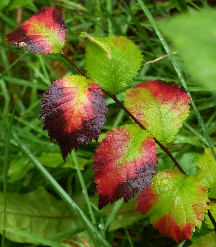 Leaf, Fall, Fall, Colors, Nature, Leaves, tree leaf, plant HD wallpaper