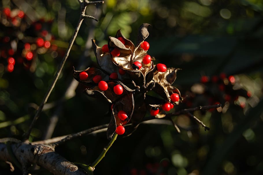 beads, red, black, seeds, abrus precatorius, weed, fruit, food HD wallpaper