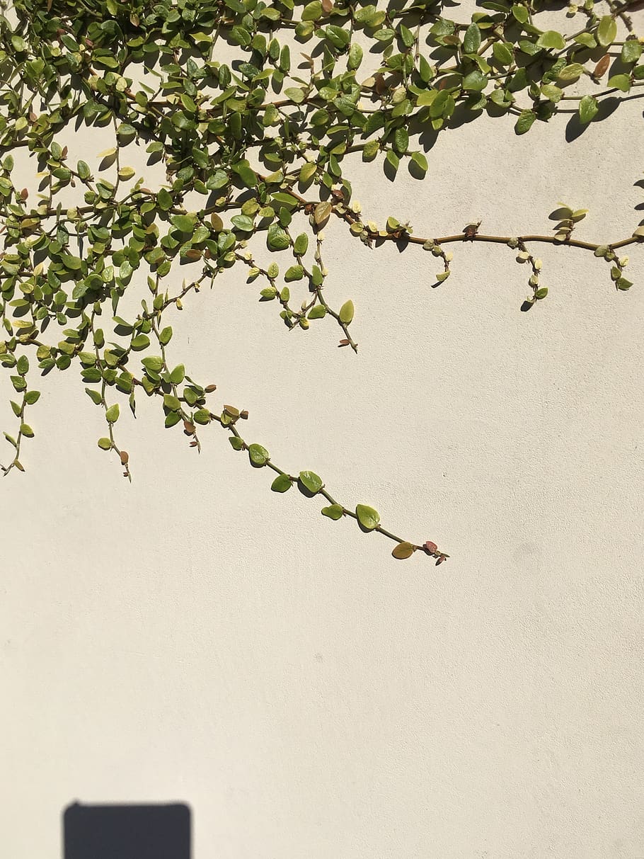 ivy, wall, surface, plant, growth, leaf, plant part, no people HD wallpaper