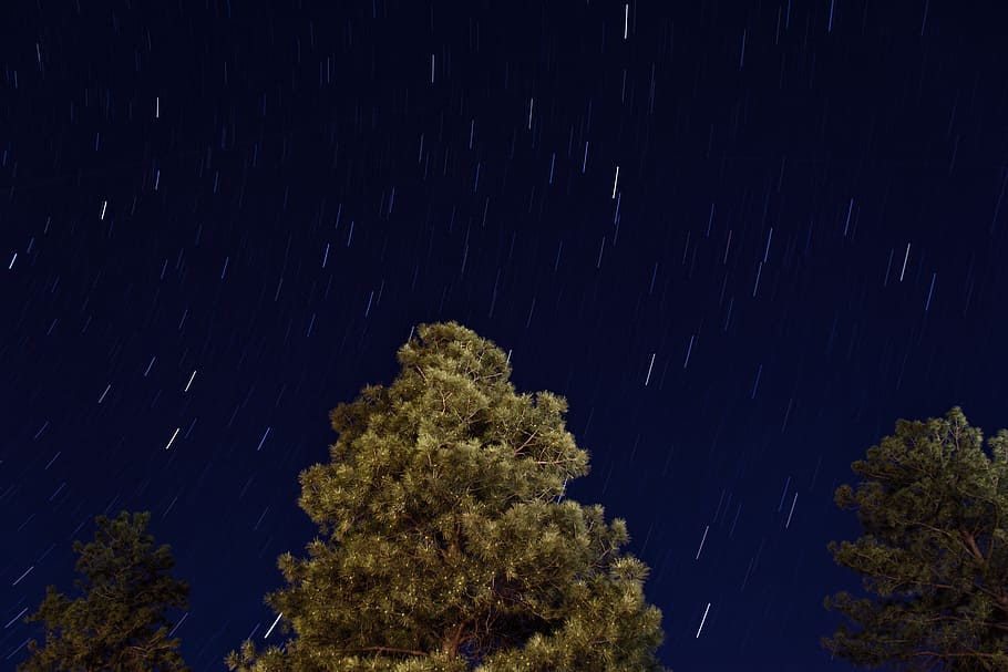 green trees under starry sky at night time, nature, forest, blue HD wallpaper