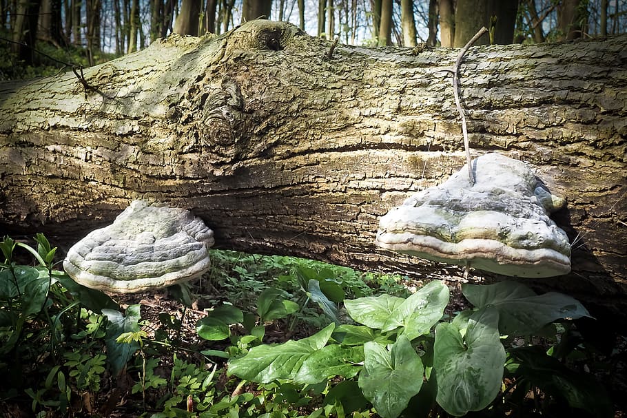 Forest, Log, Nature, Wood, Tree, mushrooms, moss, tree stump HD wallpaper