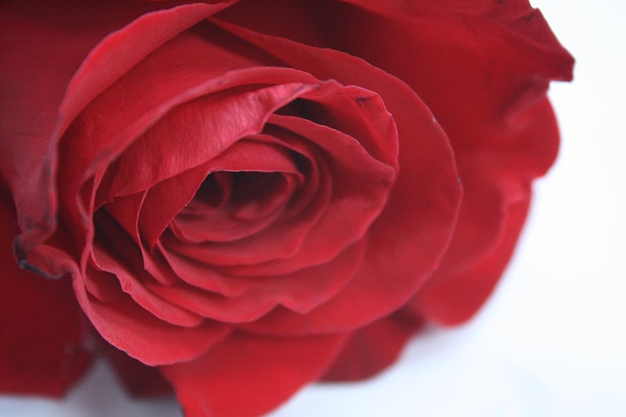 rose, flower, red, flowering plant, beauty in nature, rose - flower HD wallpaper