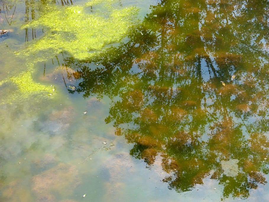 pond, water, reflection, algae, aquatic plant, green, waterfront HD wallpaper