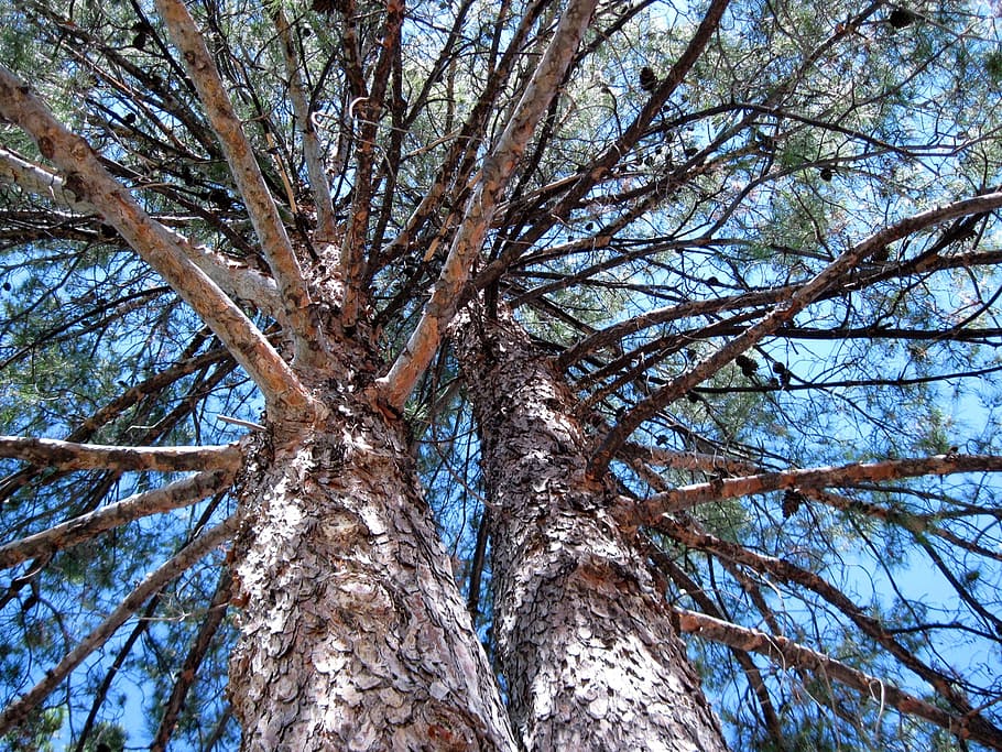 pine, tree, branches, nature, outdoor, trunk, bark, coniferous HD wallpaper