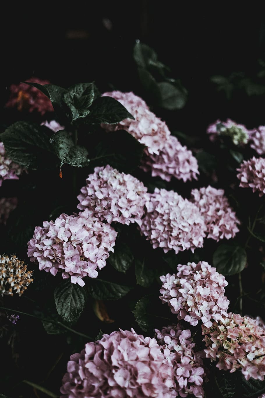 macro photography of pink flowers, hydrangea, green, dark, bush HD wallpaper