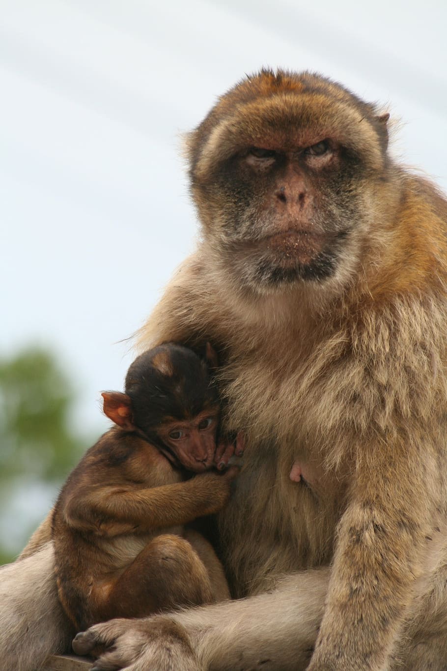 barbary ape, gibraltar, monkey, mammal, animal wildlife, primate HD wallpaper