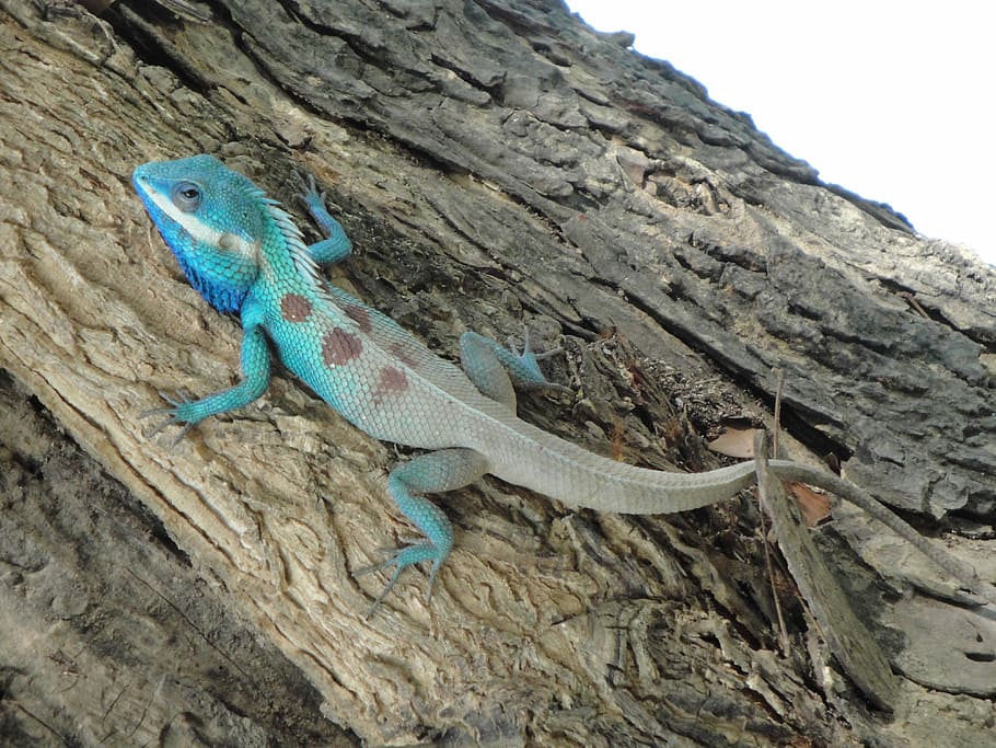 Tree Lizard, Animal, Iguana, reptile, nature, wildlife, vertebrate HD wallpaper