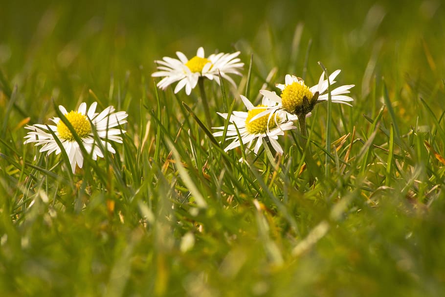 daisy, white, flowers, spring, first born, flowering plant HD wallpaper