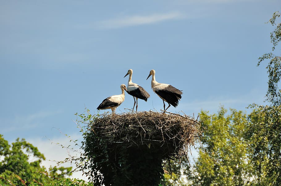 stork, feather, bird, germany, birds, white, animals, summer HD wallpaper
