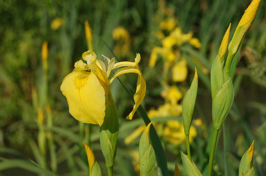 yellow iris, wild flowers, plant, flowering plant, beauty in nature HD wallpaper