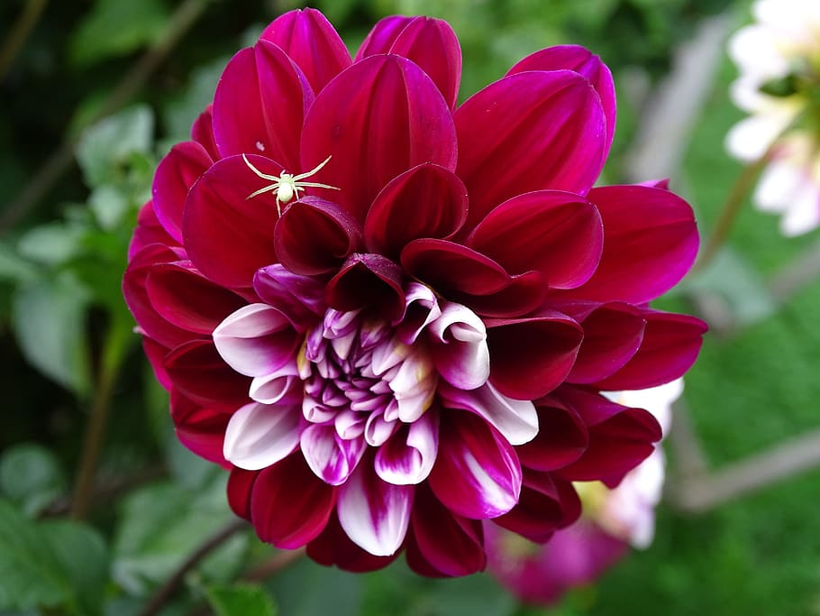 dahlia, spider, dorsata, arachnids, white spider, dahlia garden HD wallpaper