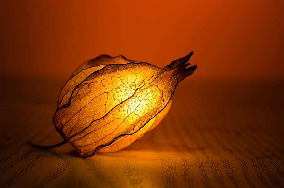 orange petaled flower light fixture, abstract, art, backlit HD wallpaper