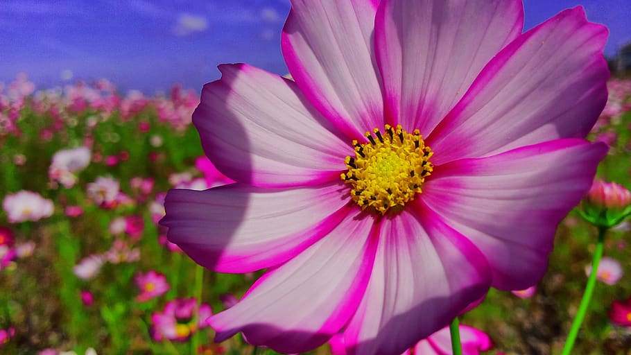 sunflower, flowers, macro, flowering plant, freshness, fragility HD wallpaper